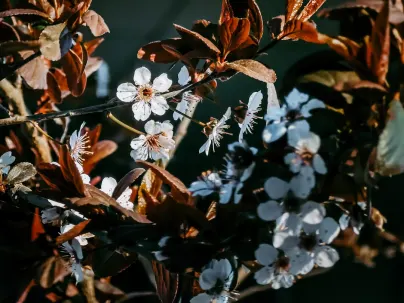 Kineko Casino Mobiele App